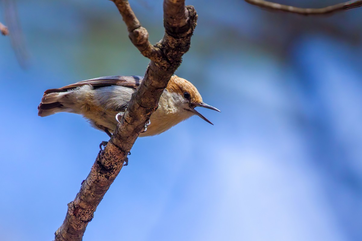 Brown-headed Nuthatch - ML616794166