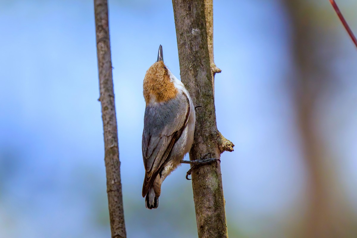 Brown-headed Nuthatch - ML616794168