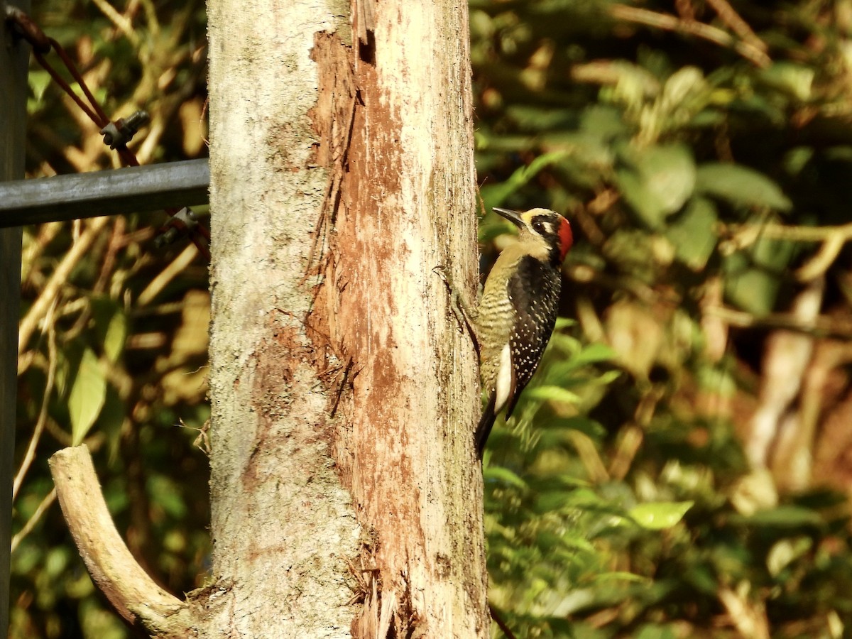 Black-cheeked Woodpecker - ML616794185