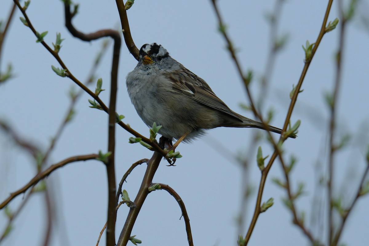 White-crowned Sparrow - Klaus Bielefeldt