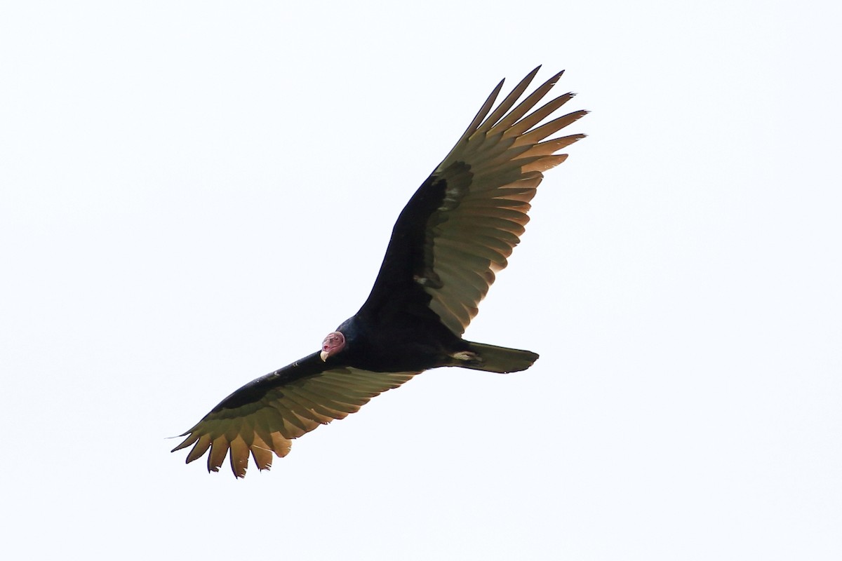 Turkey Vulture - ML616794365