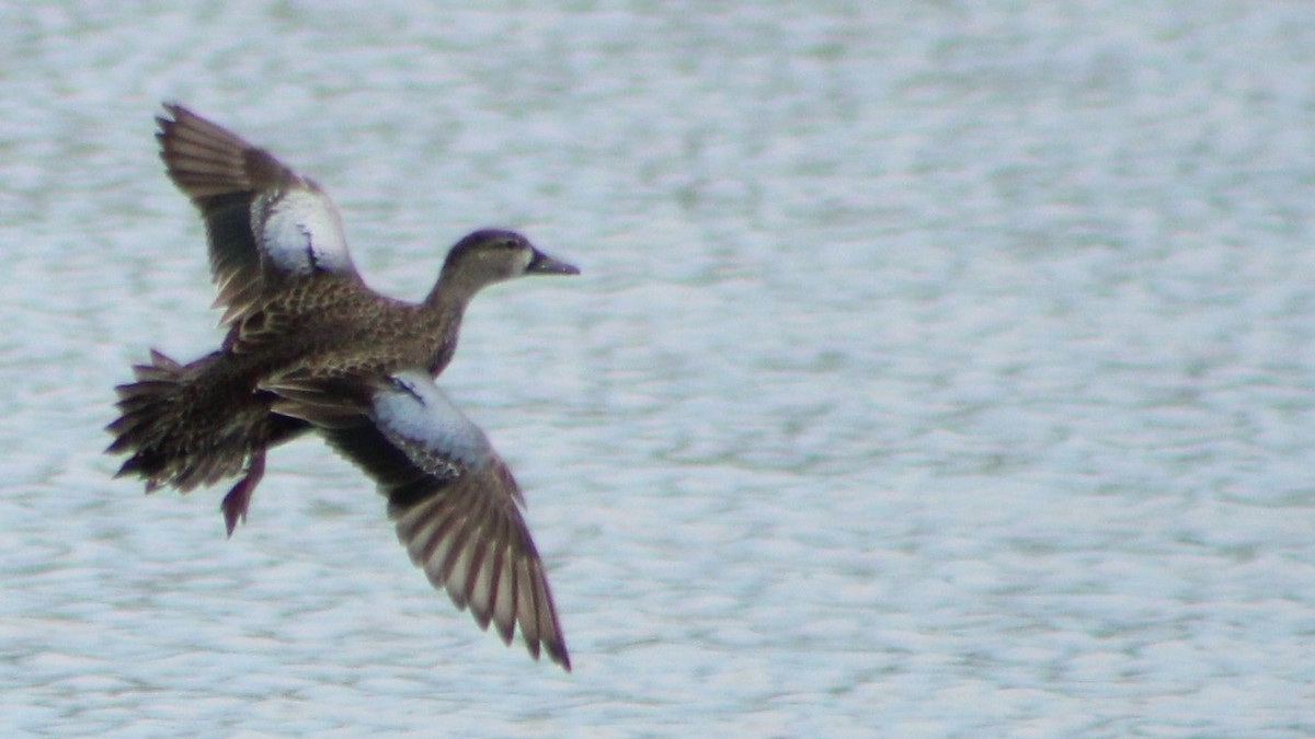 Blue-winged Teal - ML616794409