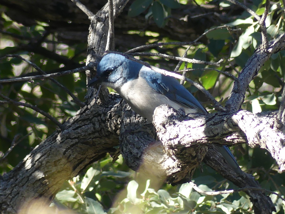 Mexican Jay - ML616794453