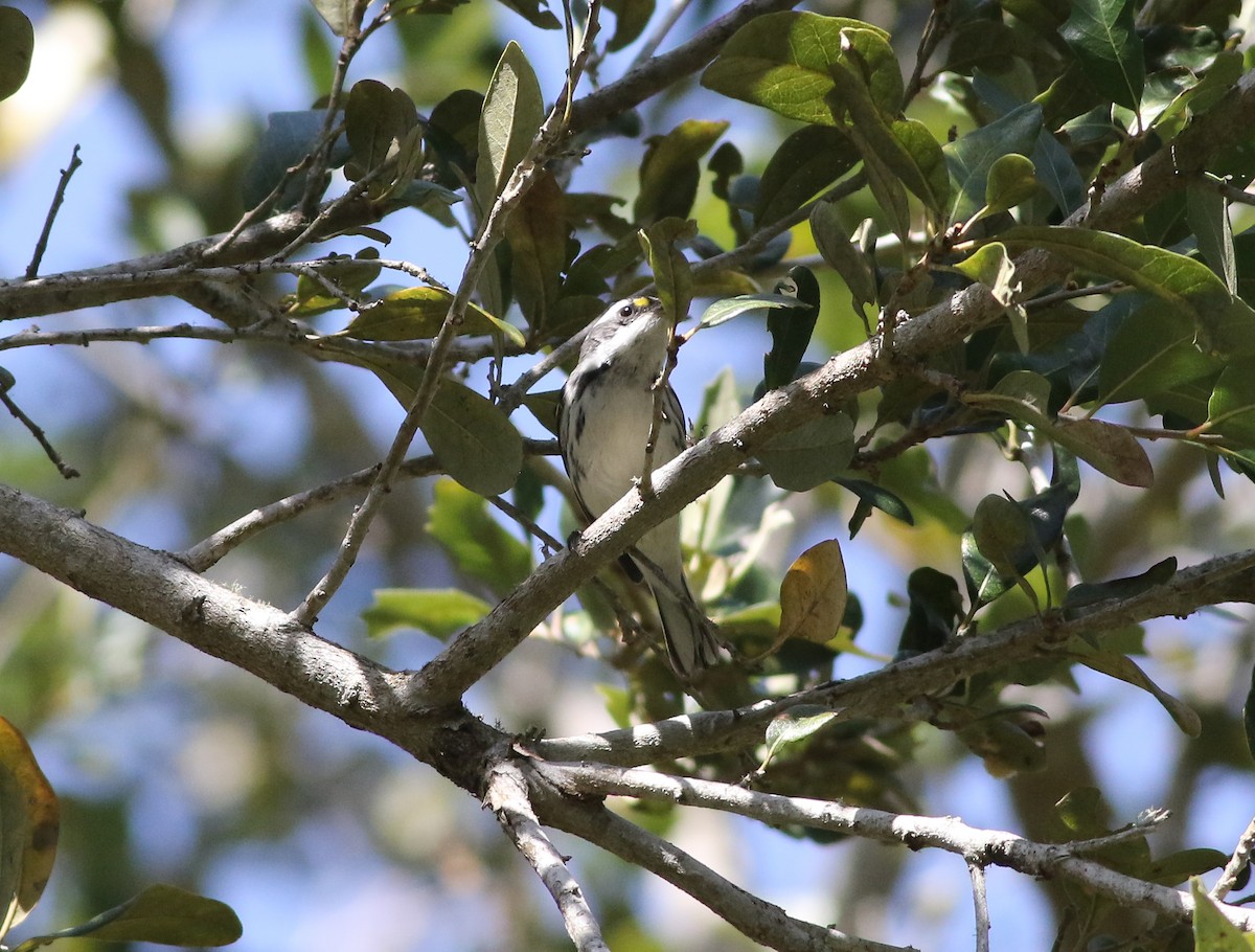 Black-throated Gray Warbler - Cameron Rutt