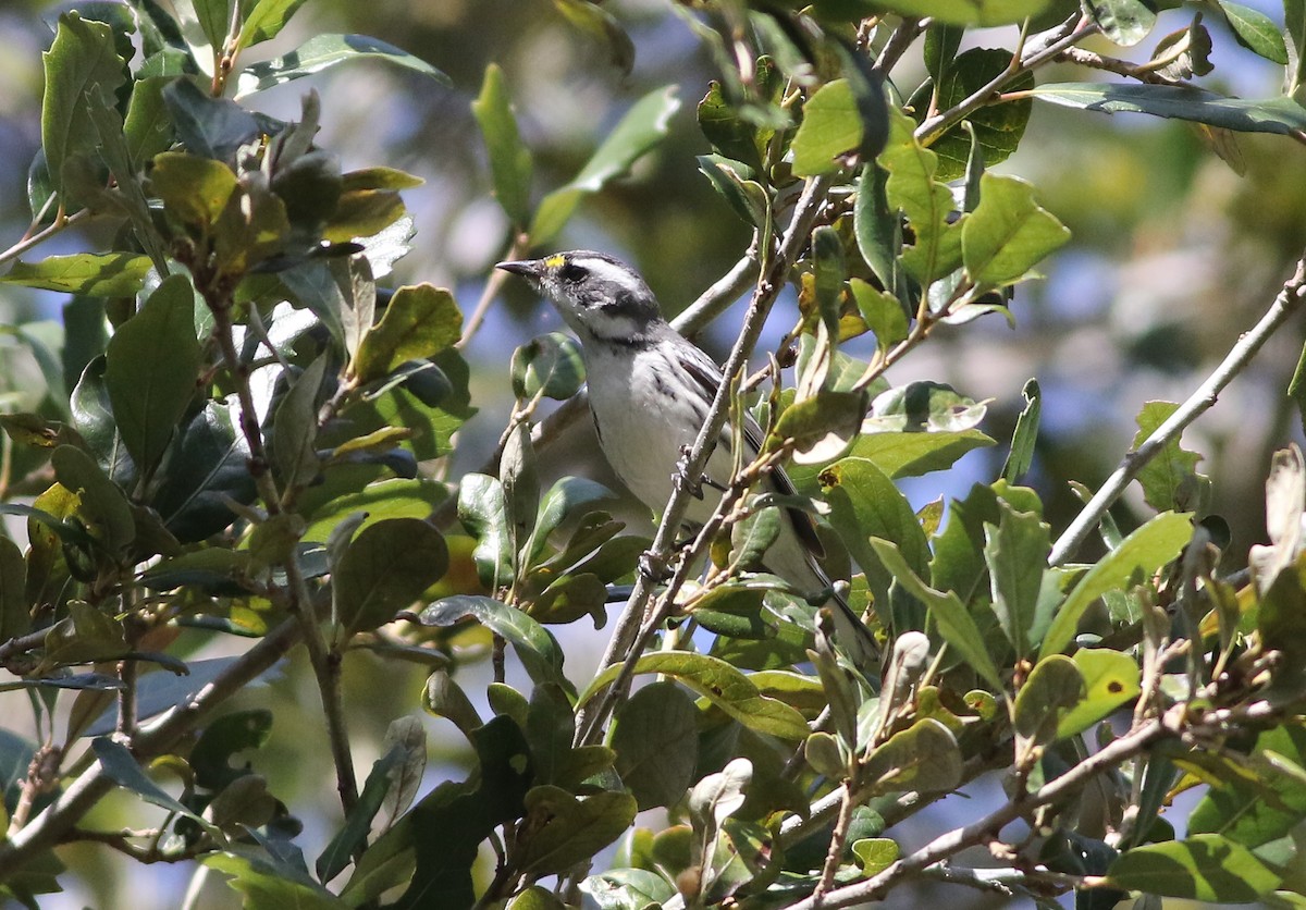 Black-throated Gray Warbler - ML616794457