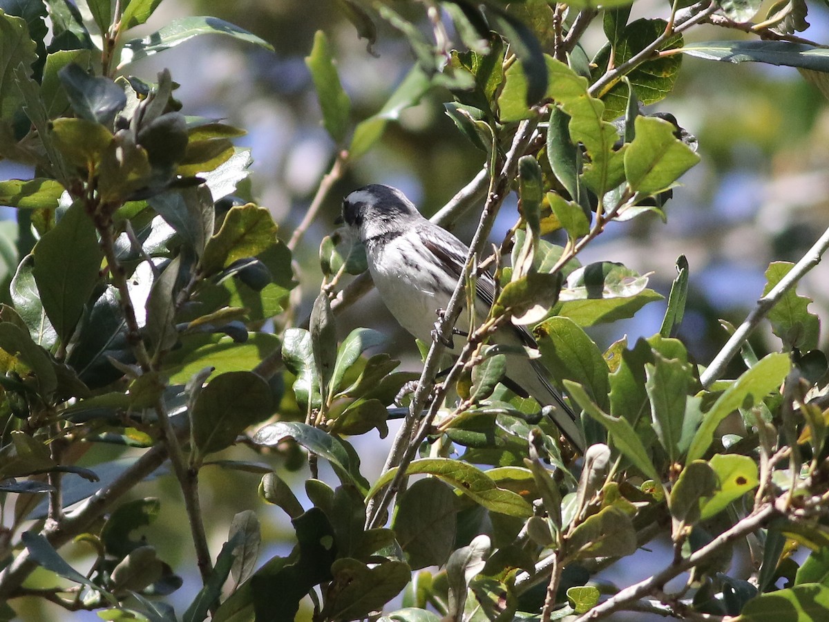 Black-throated Gray Warbler - ML616794459