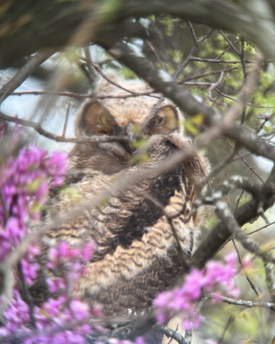 Great Horned Owl - ML616794527