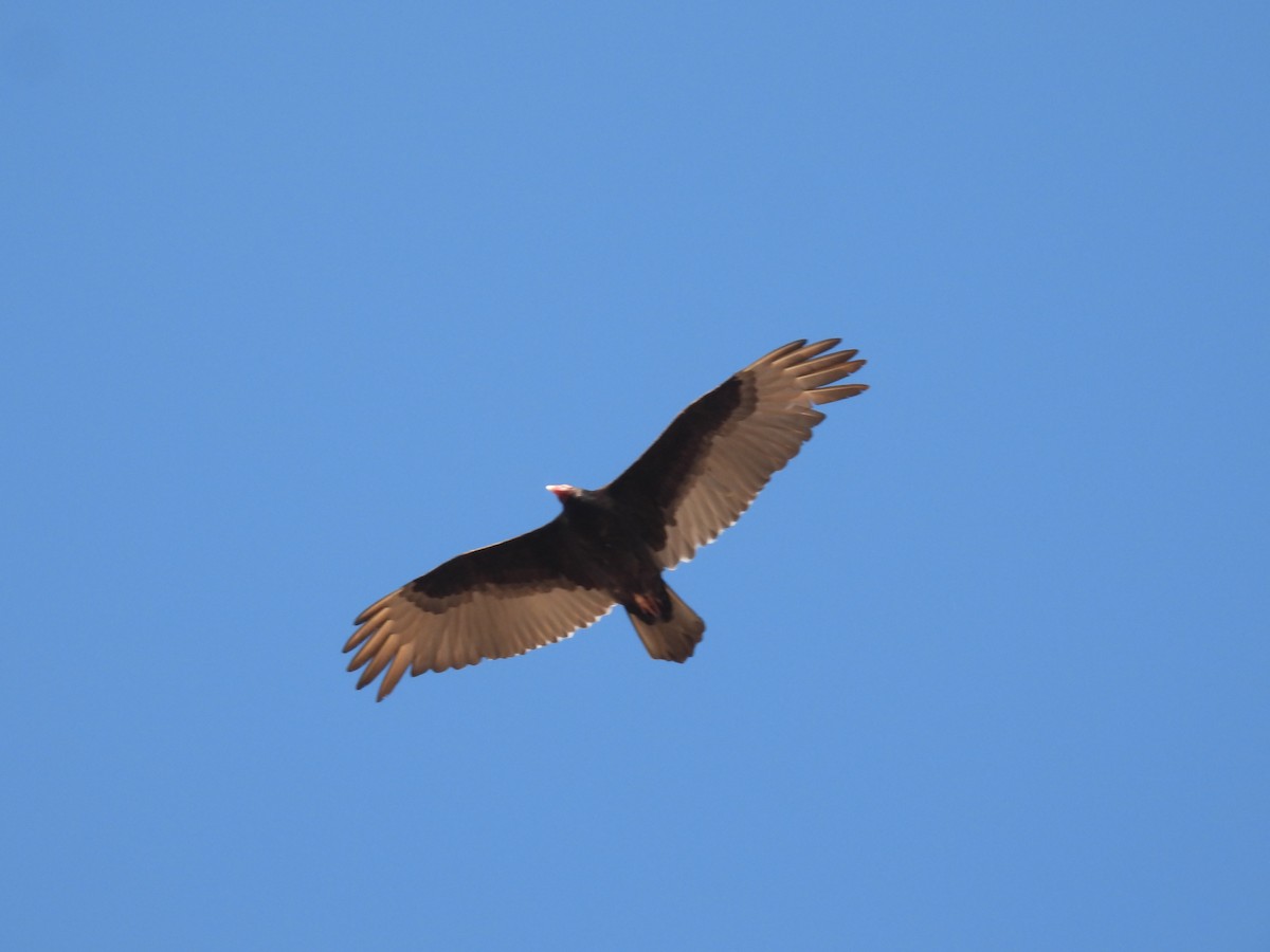 Turkey Vulture - ML616794640