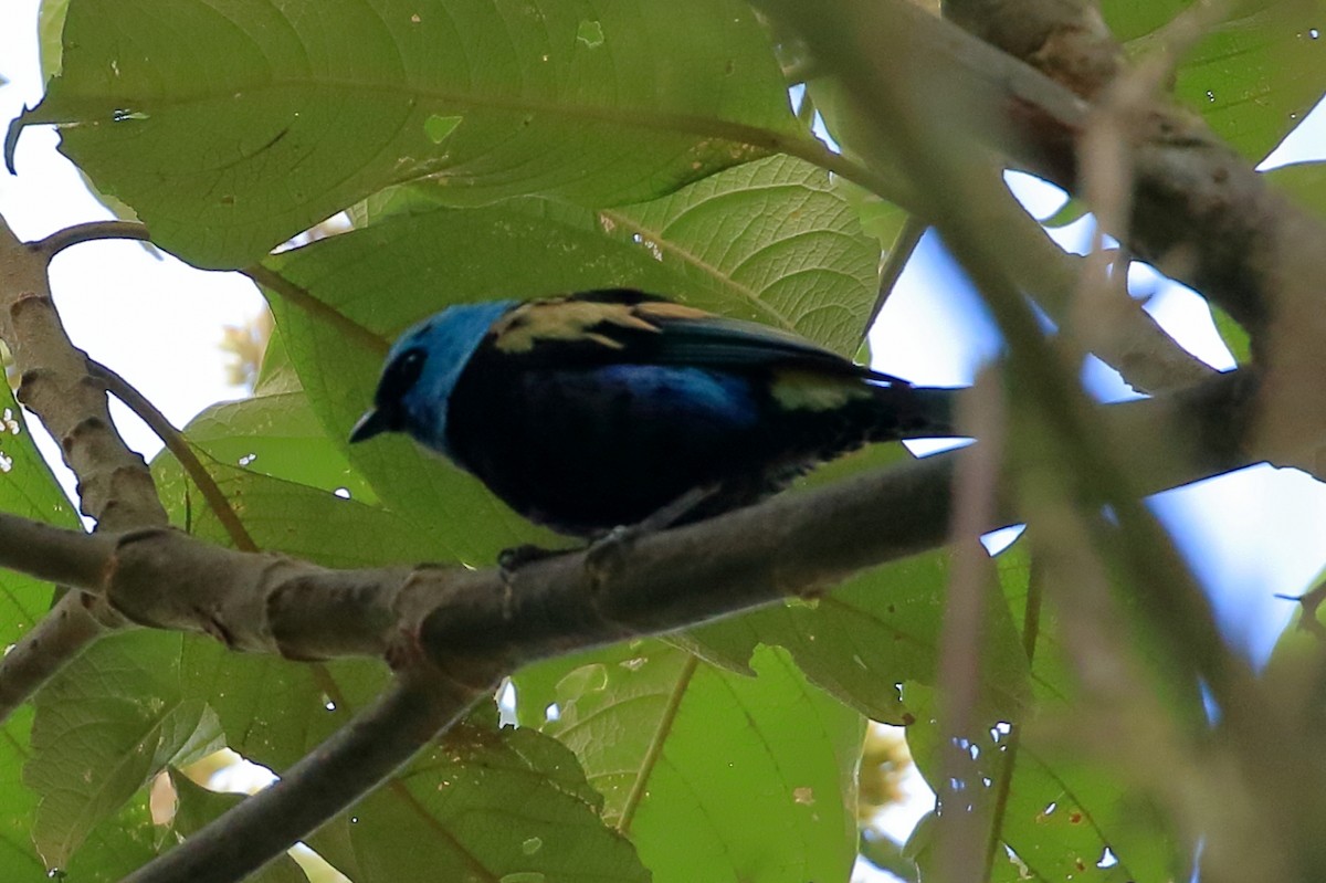 Blue-necked Tanager - ML616794642