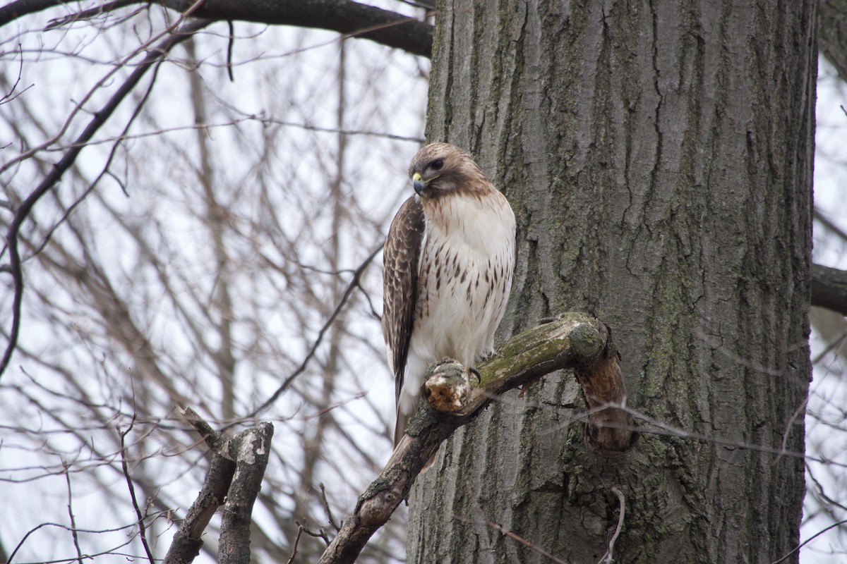 Red-tailed Hawk - Jerry Horak