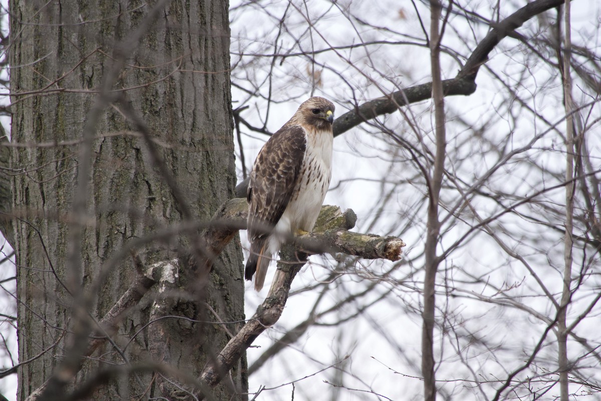 Red-tailed Hawk - ML616794675