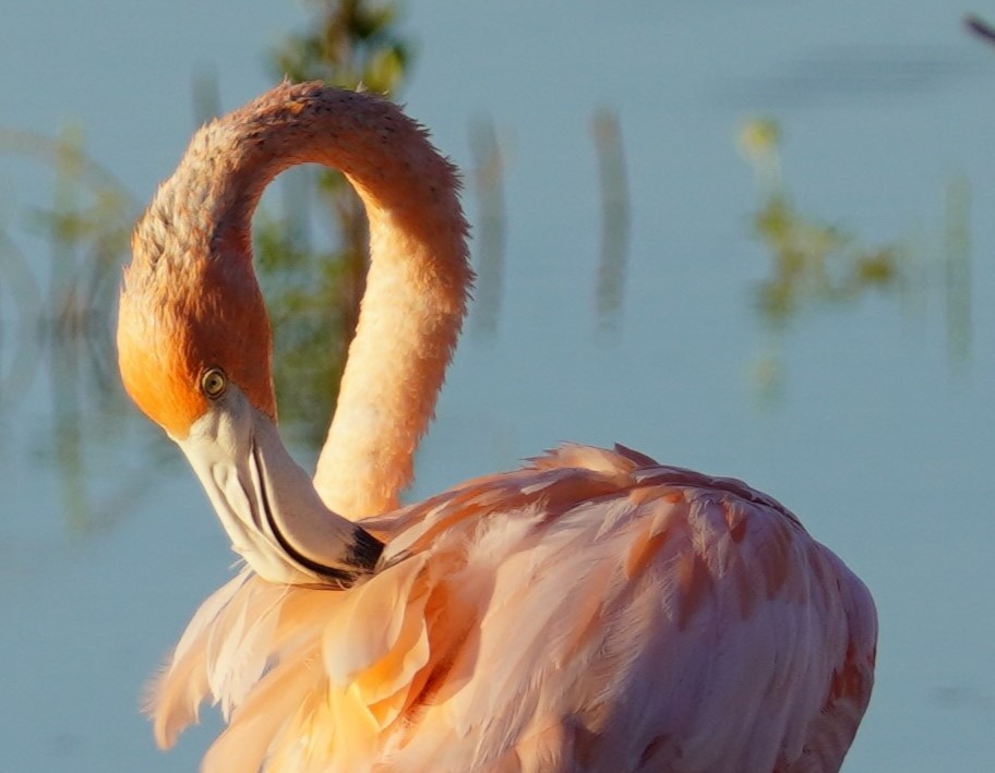 American Flamingo - Miklos Zoldi