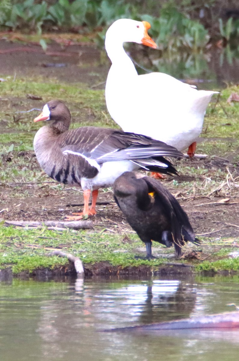 Greater White-fronted Goose - ML616794688