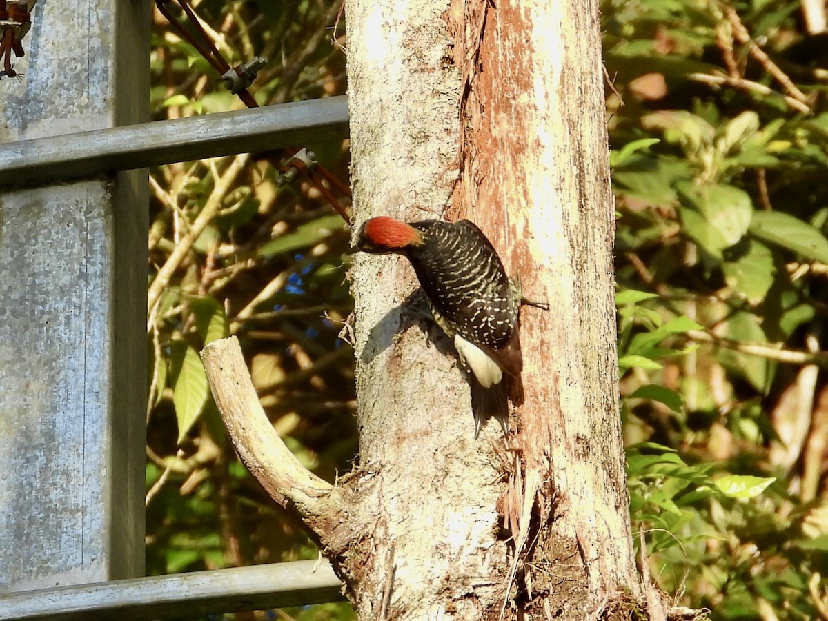Black-cheeked Woodpecker - WS Barbour
