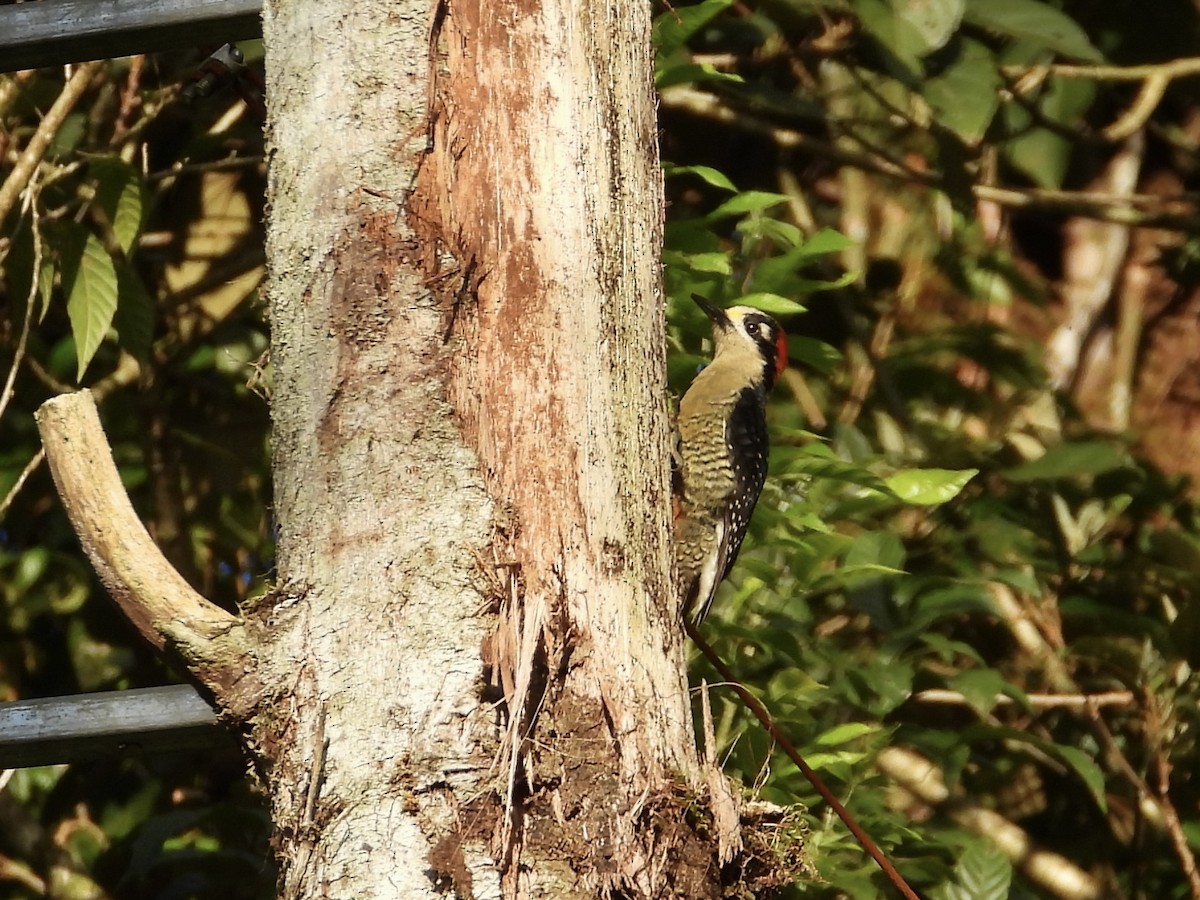 Black-cheeked Woodpecker - ML616794883