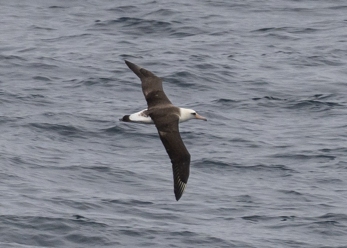 Laysan Albatross - Patrick Van Thull