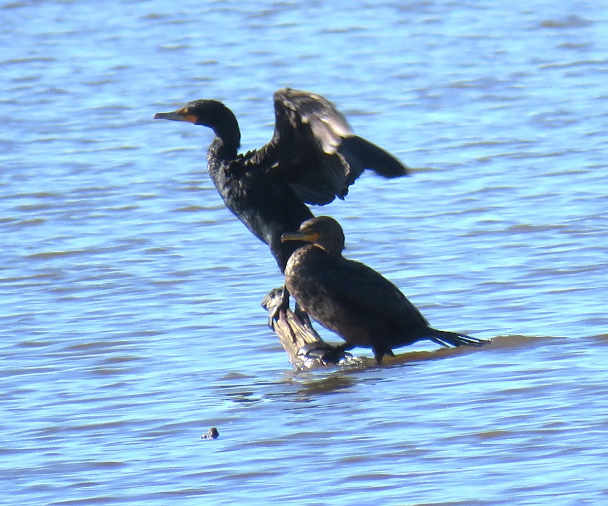 Double-crested Cormorant - Pam Otley