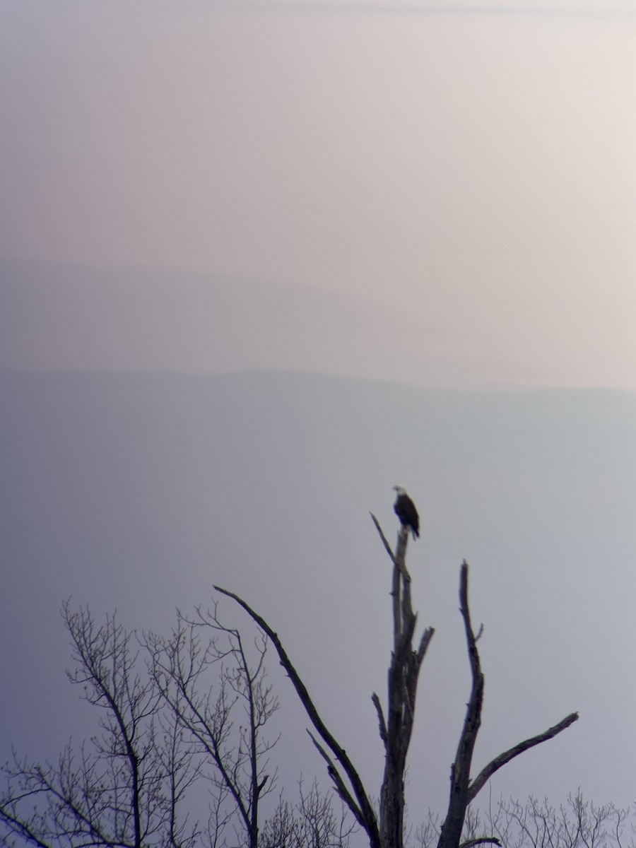 Белоголовый орлан - ML616795242