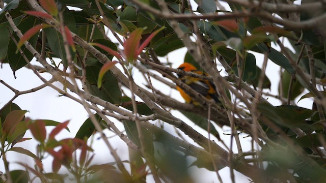 Spot-breasted Oriole - ML616795379