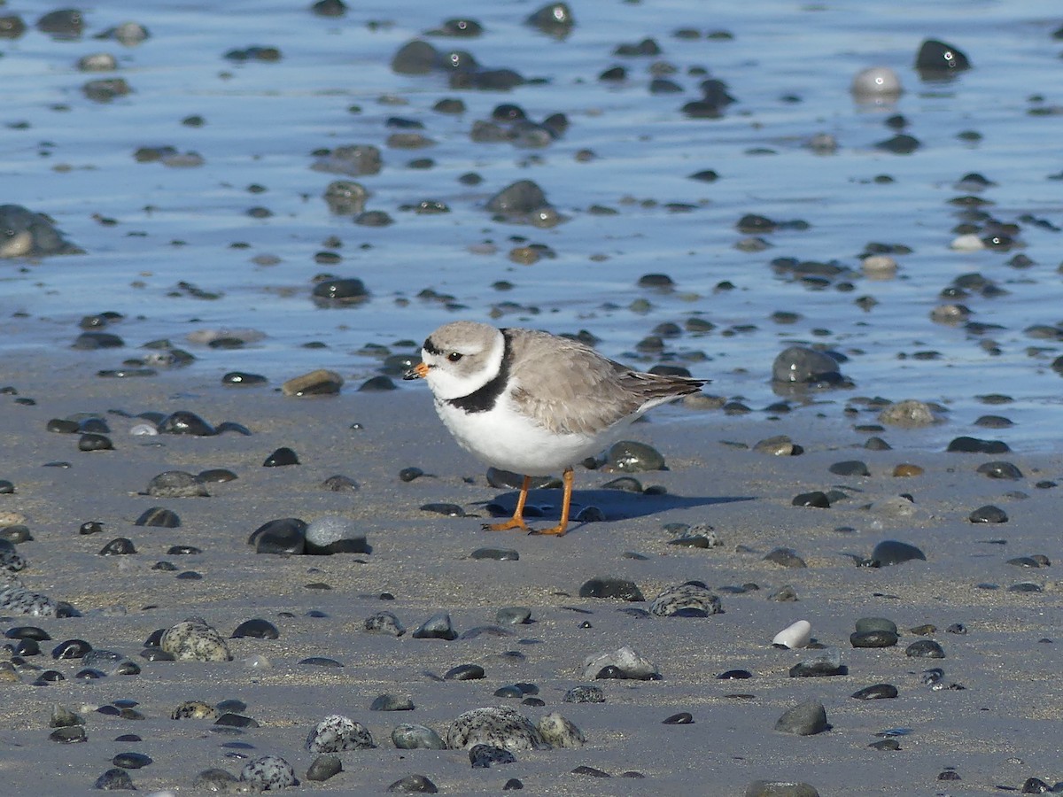 Piping Plover - ML616795406