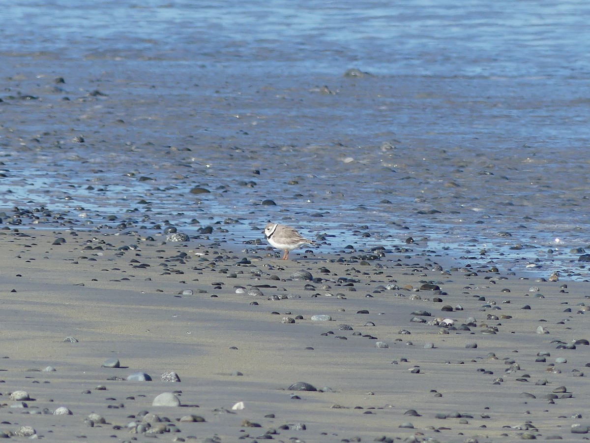 Piping Plover - ML616795407