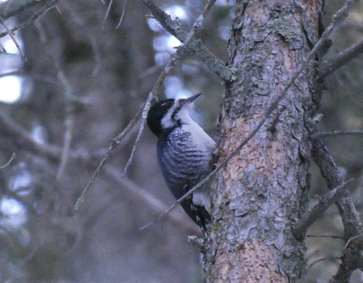 Black-backed Woodpecker - ML616795665