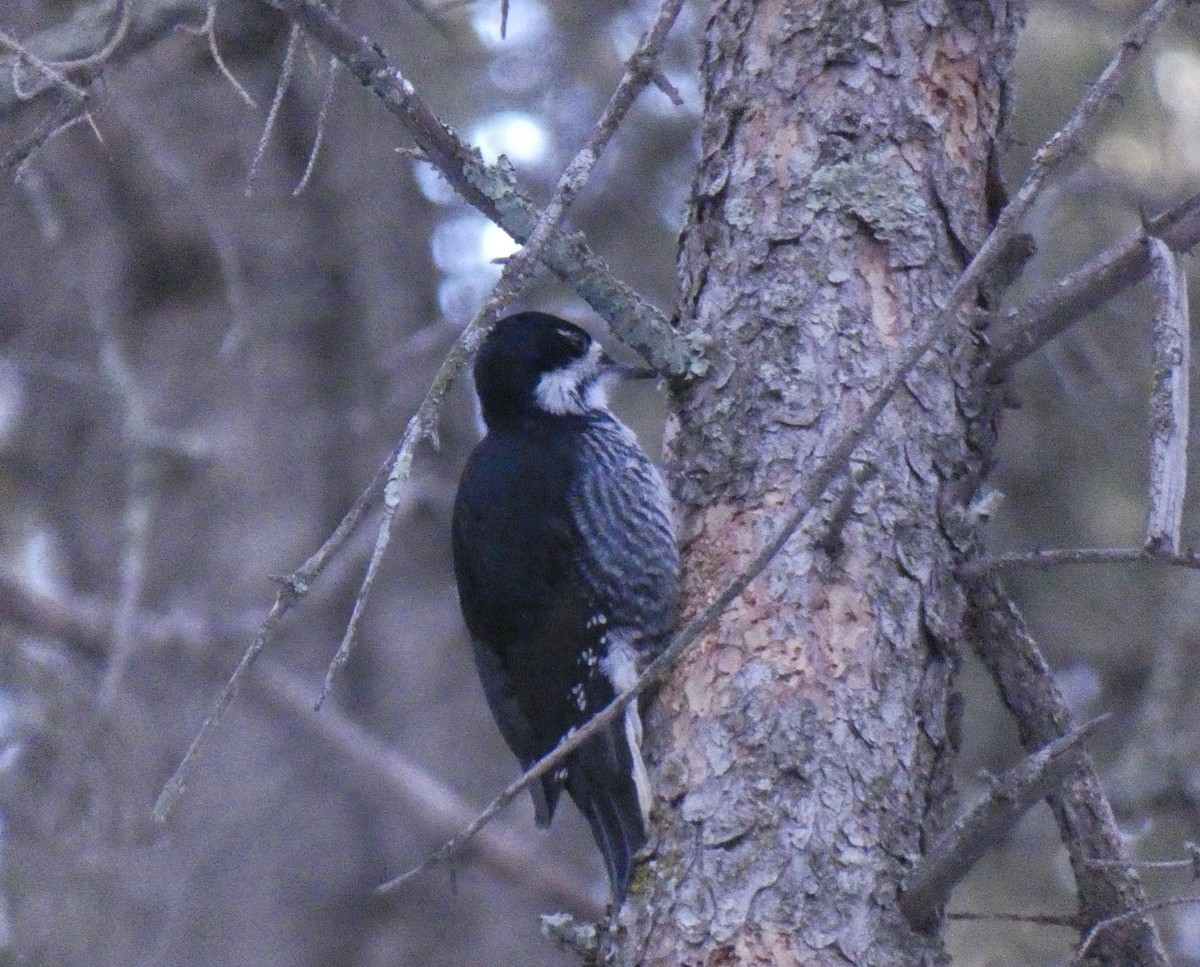 Black-backed Woodpecker - ML616795746