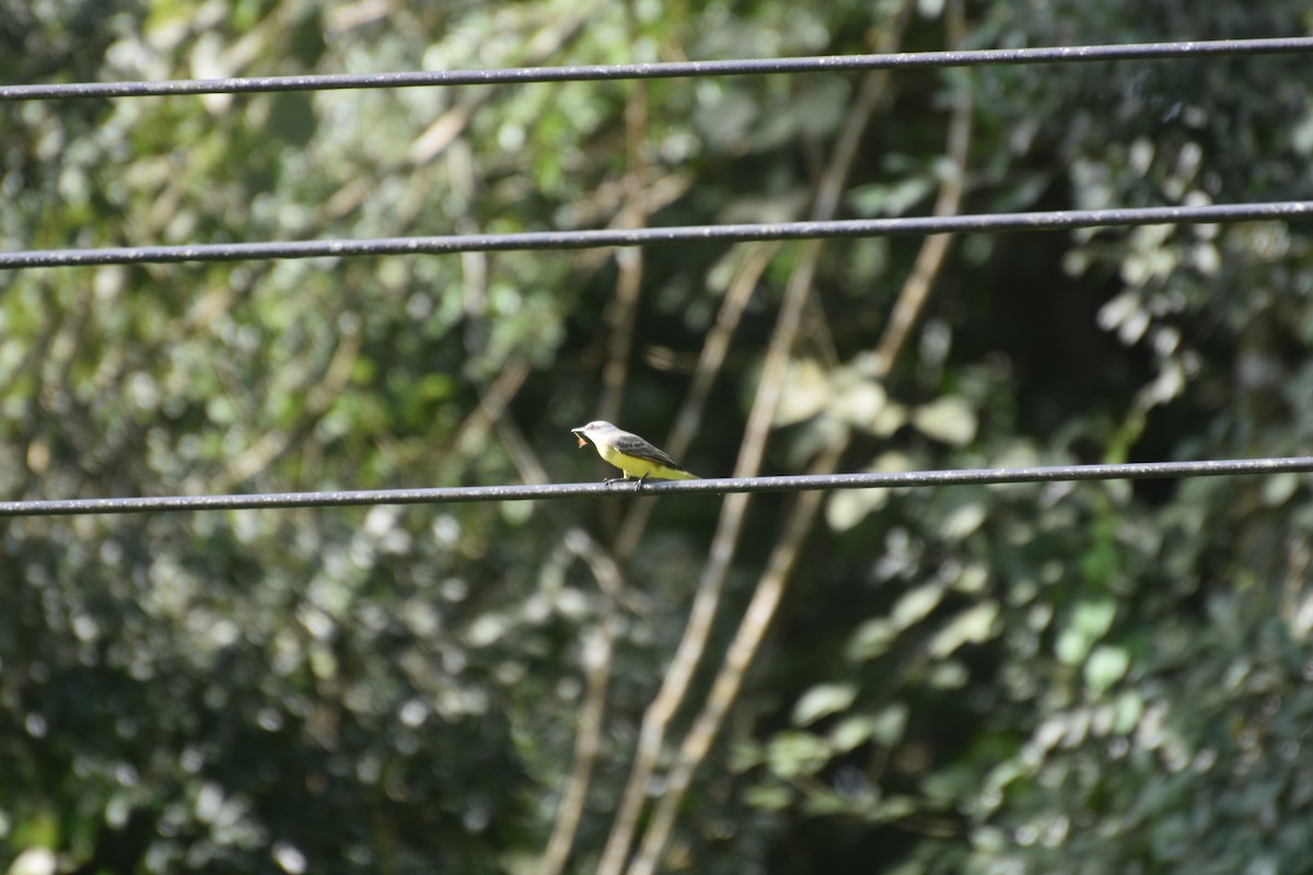 Tropical Kingbird - ML616795901