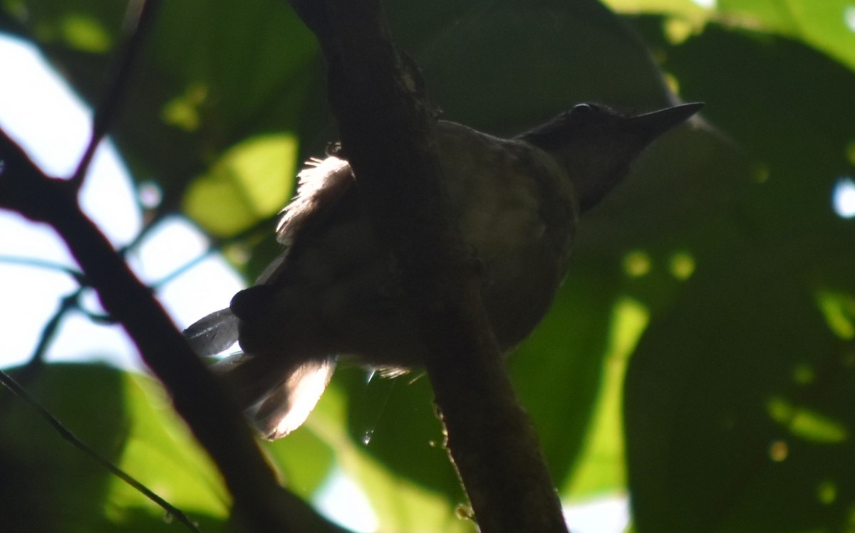Spotted Antbird - ML616795943