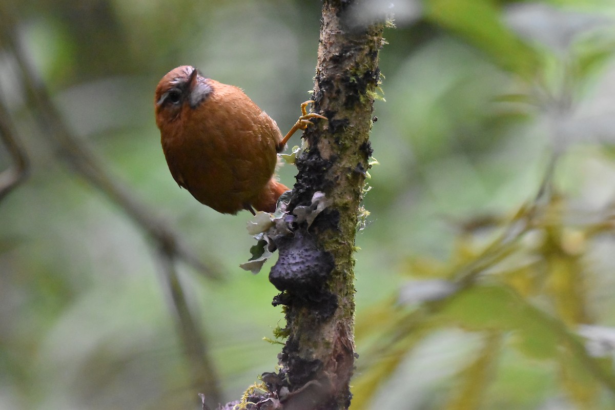 White-browed Spinetail - ML616796191
