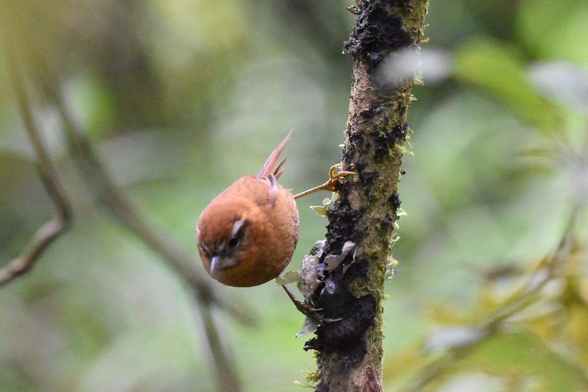 White-browed Spinetail - Kendell Loyd