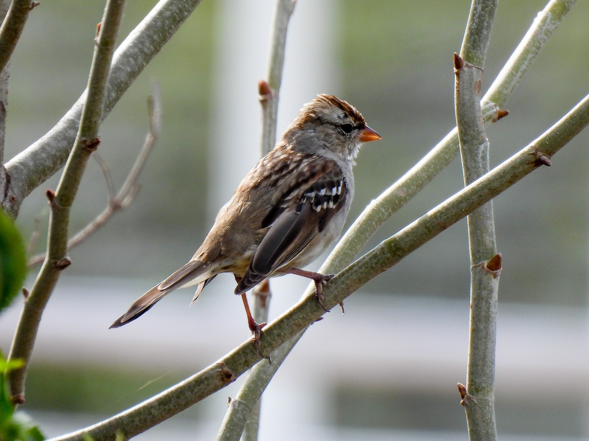 White-crowned Sparrow - Sophie Dismukes