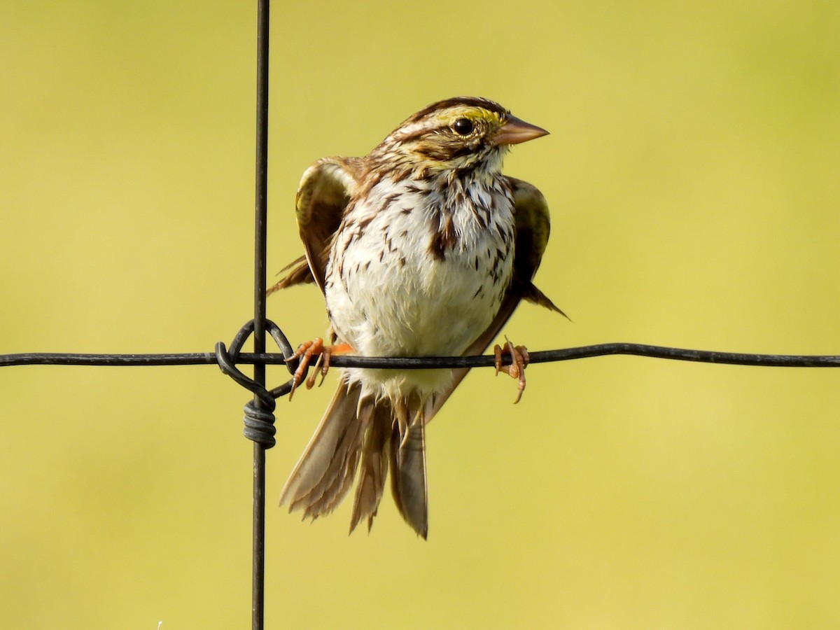 Savannah Sparrow - ML616796213