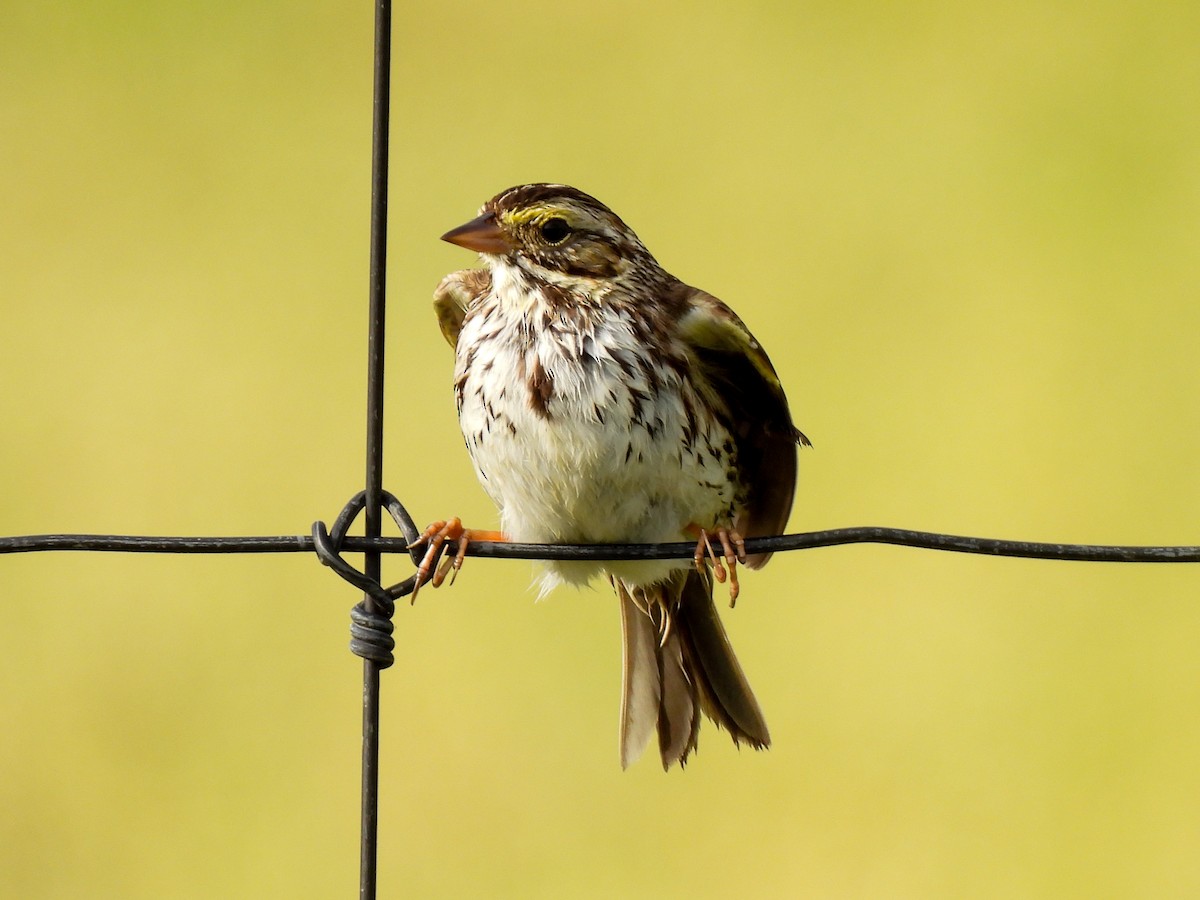 Savannah Sparrow - ML616796214