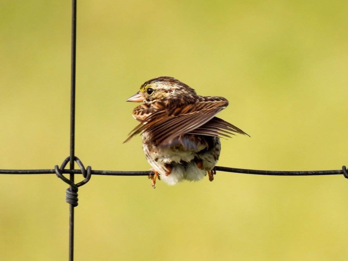Savannah Sparrow - ML616796215