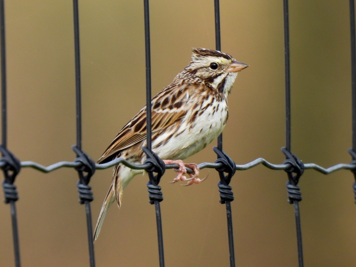 Savannah Sparrow - ML616796216