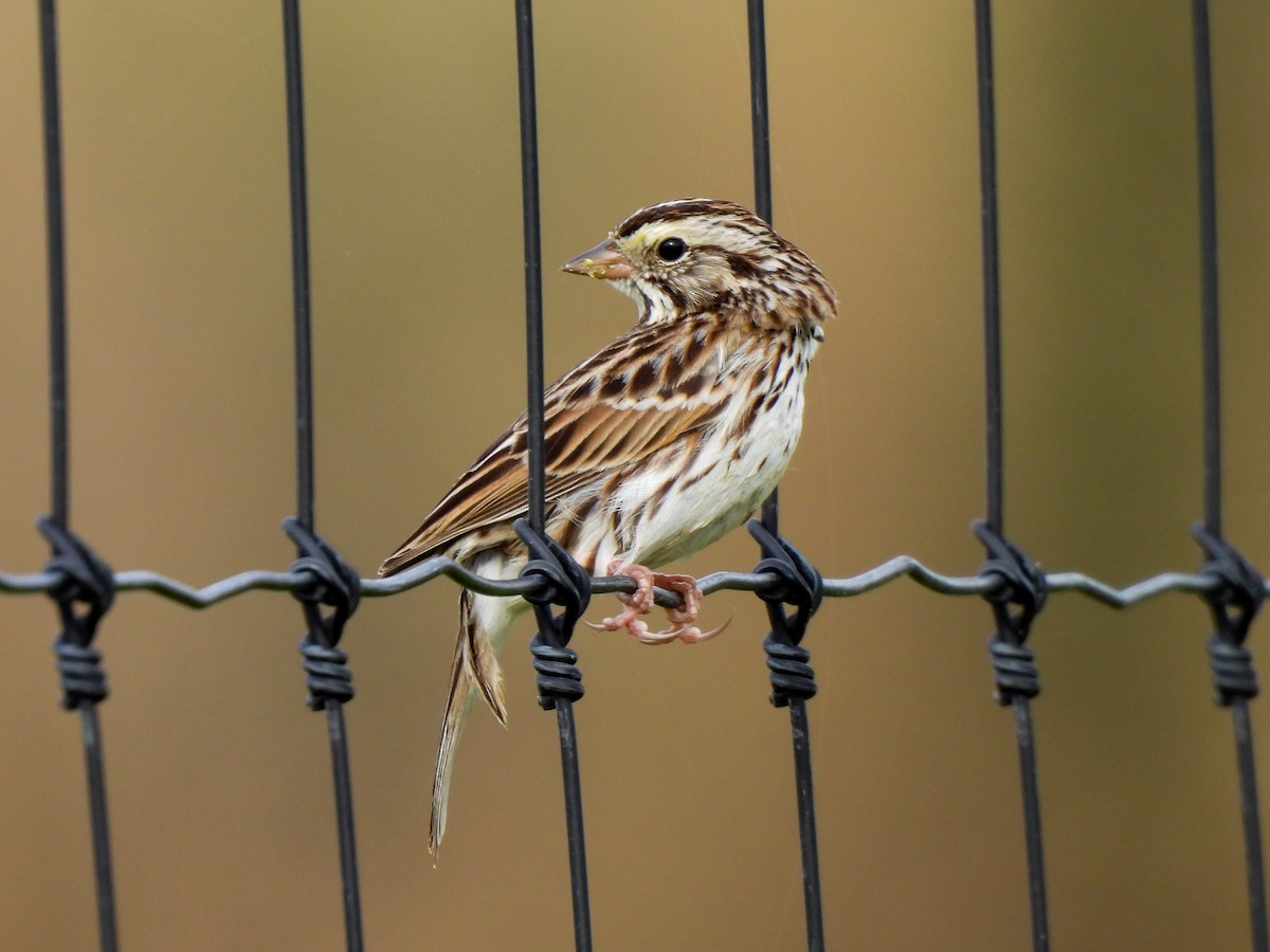 Savannah Sparrow - ML616796218