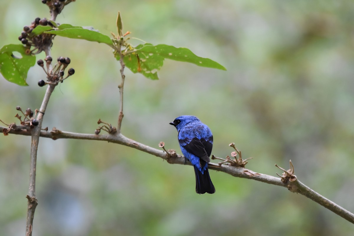 Blue-and-black Tanager - ML616796264
