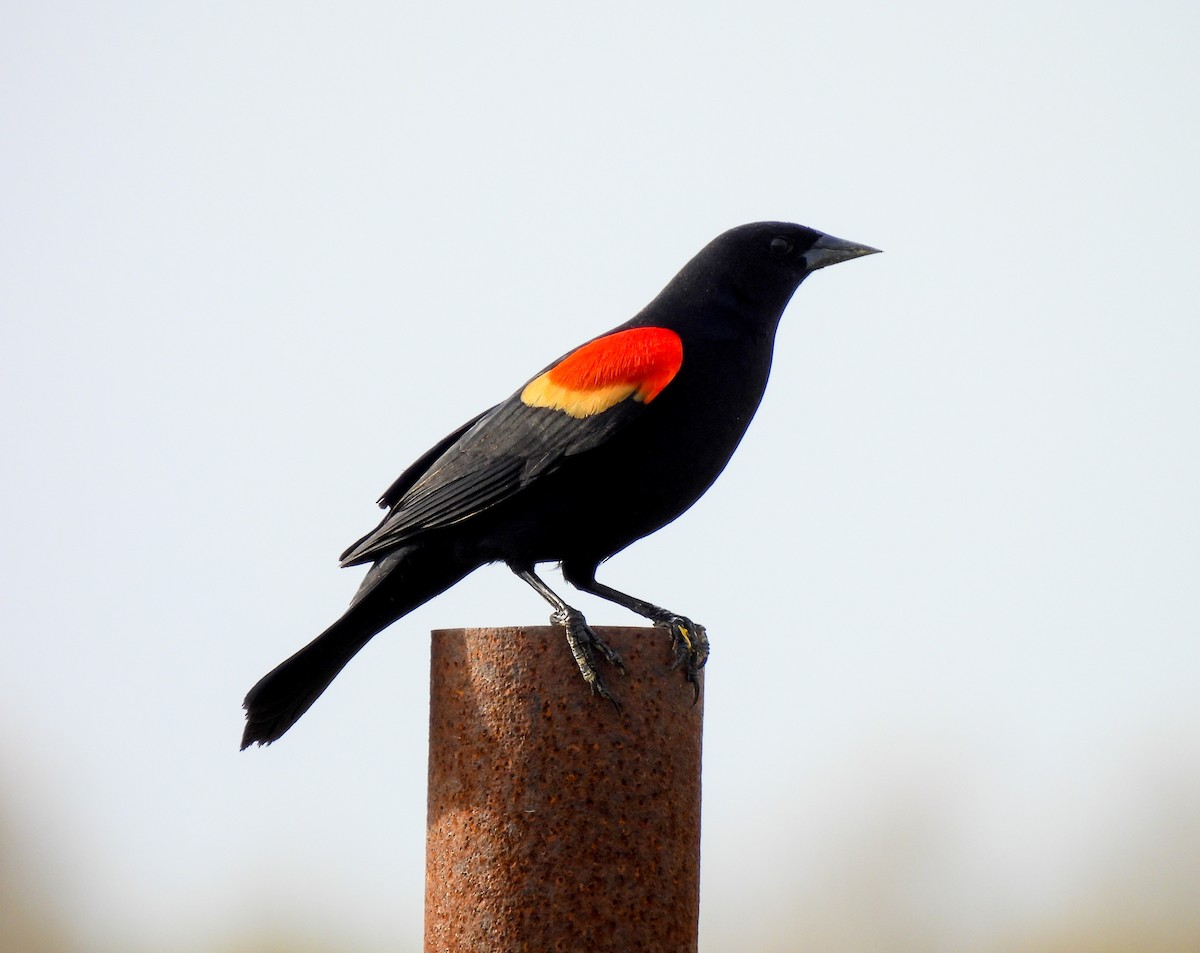 Red-winged Blackbird - ML616796272
