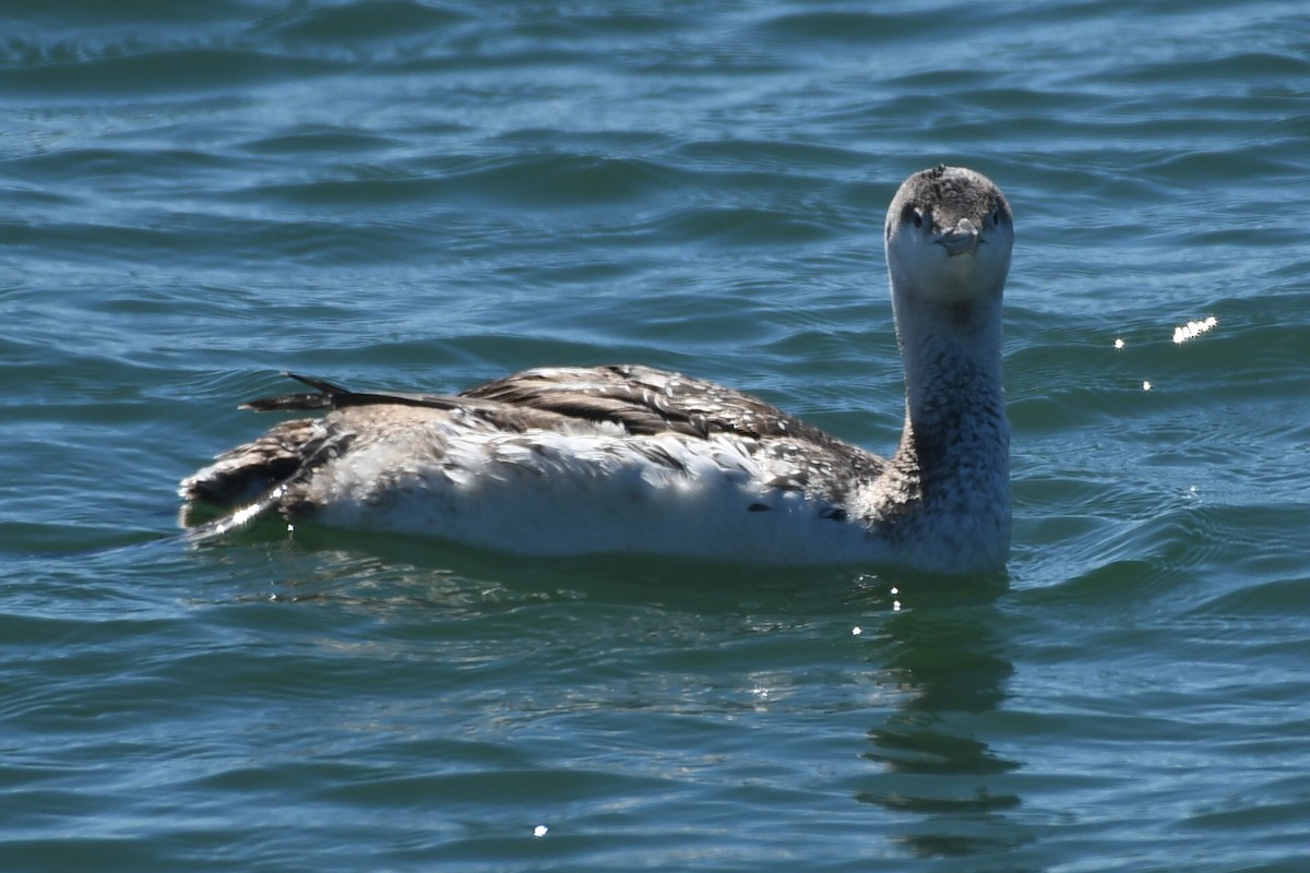 Red-throated Loon - ML616796327