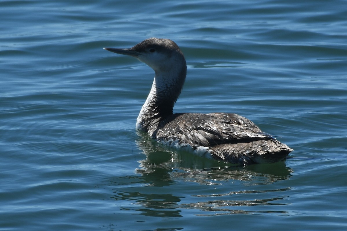 Red-throated Loon - ML616796328