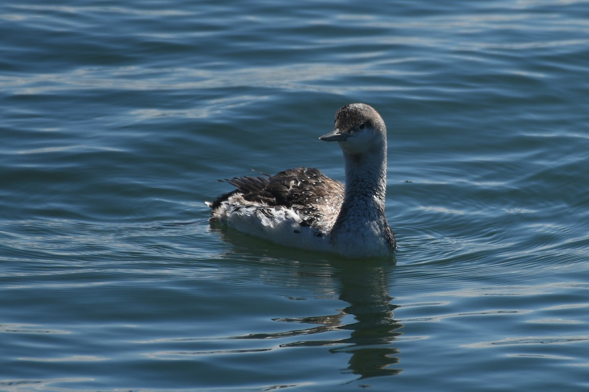 Red-throated Loon - ML616796329