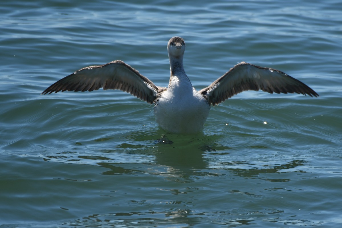 Red-throated Loon - ML616796332