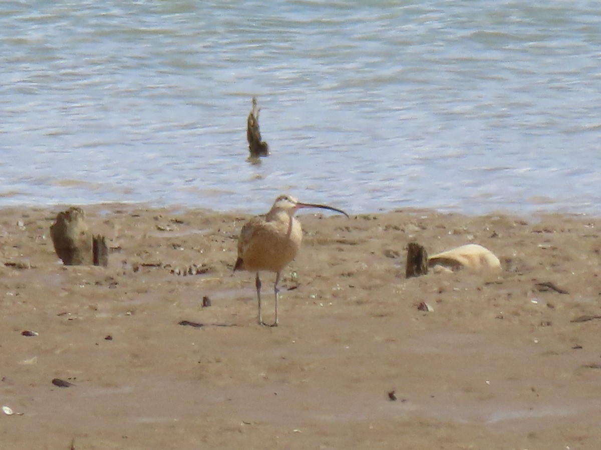 Long-billed Curlew - ML616796352