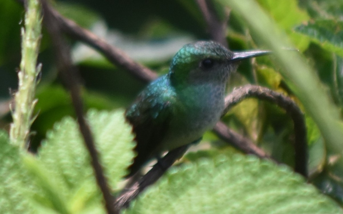 Blue-chested Hummingbird - ML616796400