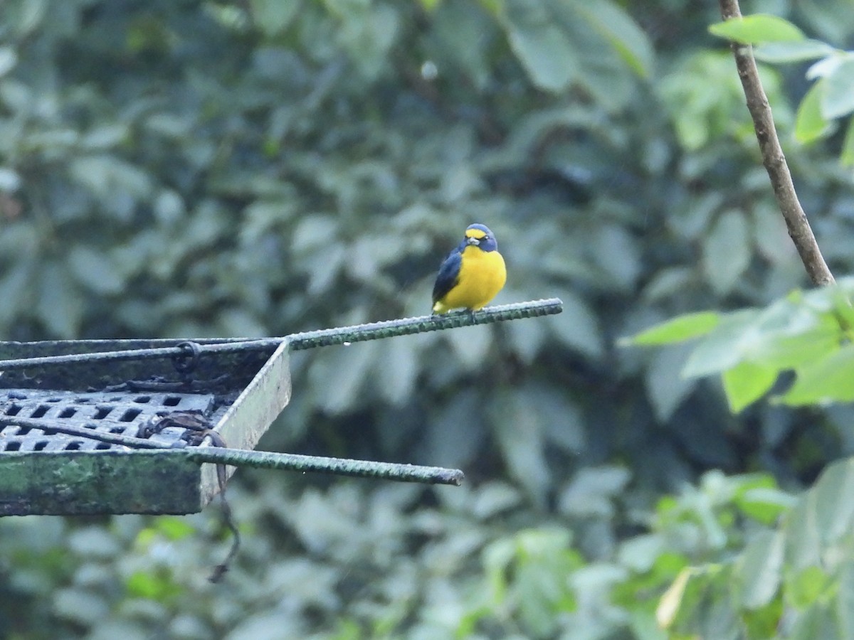 Yellow-throated Euphonia - WS Barbour