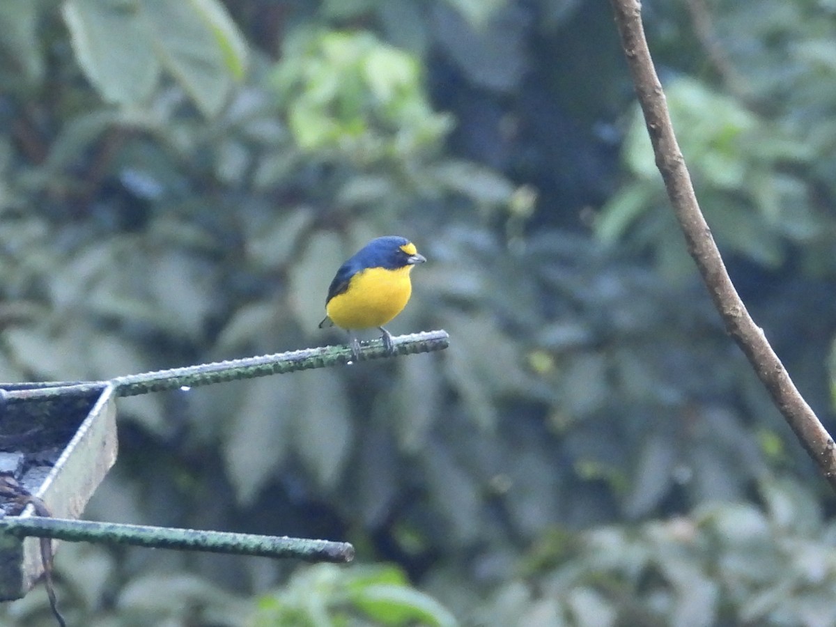 Yellow-throated Euphonia - WS Barbour