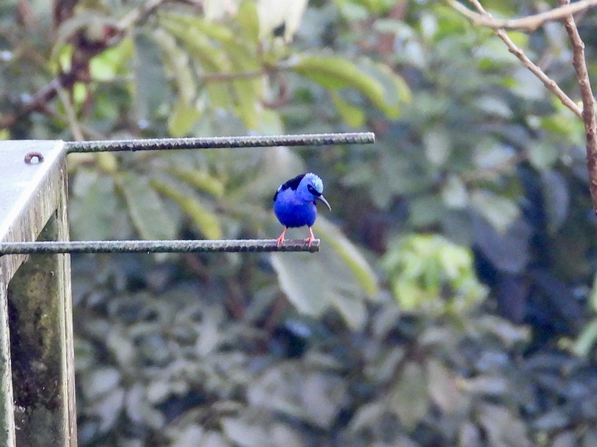 Red-legged Honeycreeper - WS Barbour
