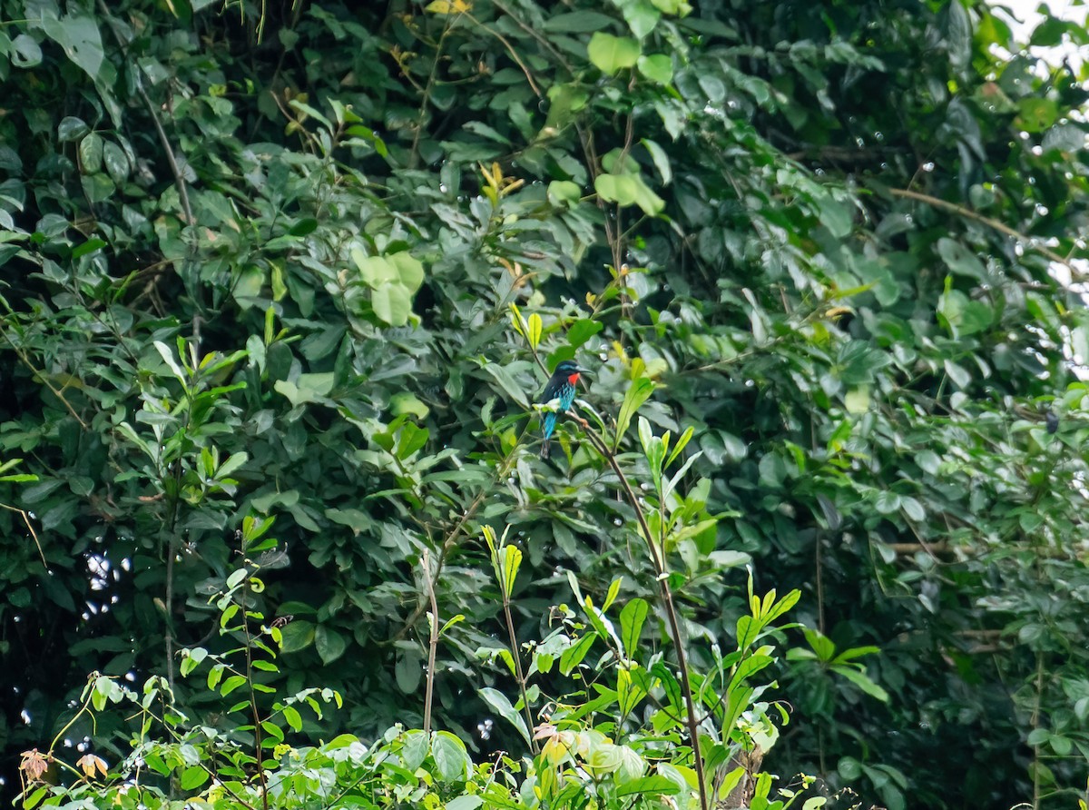 Black Bee-eater - ML616796608