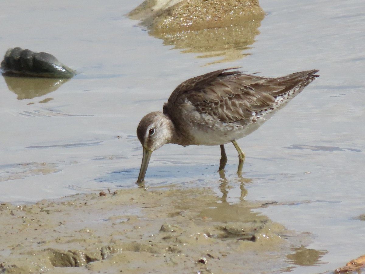 Long-billed Dowitcher - ML616796657